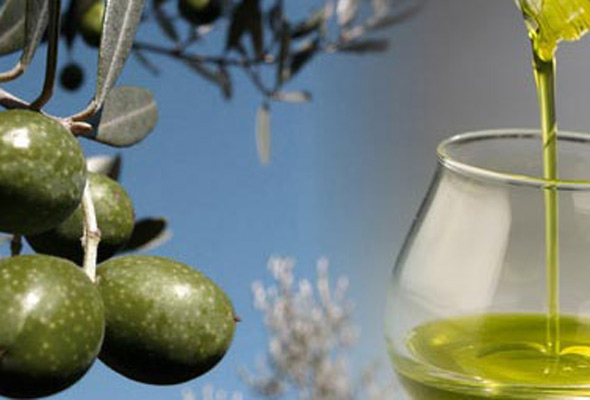 Olivenoel aus eigener Ernte  typisch italienisches Produkt