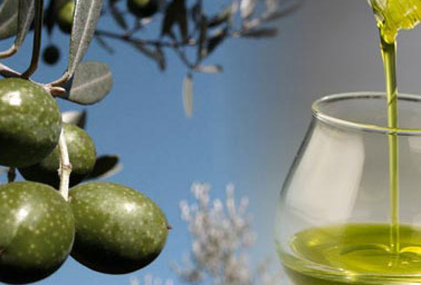 Olive - oil from own product.. Traditional Italian